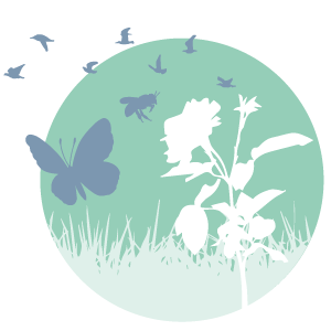 Butterfly and flowers